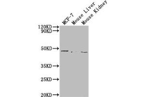 Western Blot Positive WB detected in: MCF-7 whole cell lysate, Mouse Liver tissue, Mouse Kidney tissue All lanes: NRXN1 antibody at 1:2000 Secondary Goat polyclonal to rabbit IgG at 1/50000 dilution Predicted band size: 47 kDa Observed band size: 47 kDa (Neurexin 1 抗体  (AA 184-363))