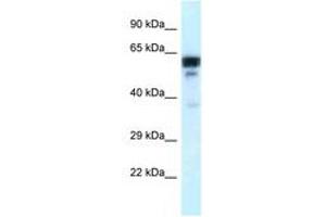 Image no. 1 for anti-Tubulin, alpha 1c (TUBA1C) (C-Term) antibody (ABIN6747532) (TUBA1C 抗体  (C-Term))
