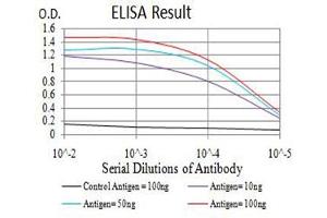 Black line: Control Antigen (100 ng),Purple line: Antigen (10 ng), Blue line: Antigen (50 ng), Red line:Antigen (100 ng) (ARHGAP42 抗体  (AA 577-719))