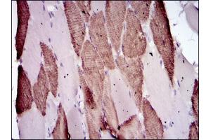 Image no. 2 for anti-BPI Fold Containing Family B, Member 1 (BPIFB1) (AA 248-475) antibody (ABIN1502165) (BPIFB1 抗体  (AA 248-475))