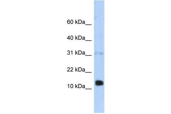 REG1B 抗体  (N-Term)