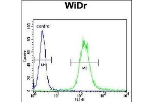 IGF1R Antibody (N-term K66) (ABIN652374 and ABIN2841778) flow cytometric analysis of WiDr cells (right histogram) compared to a negative control (PBS alone) (left histogram). (IGF1R 抗体  (N-Term))