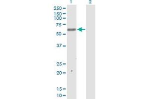 Western Blot analysis of MKNK1 expression in transfected 293T cell line by MKNK1 MaxPab polyclonal antibody.