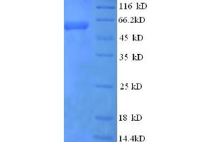 SDS-PAGE (SDS) image for Eukaryotic Translation Initiation Factor 4 Gamma, 1 (EIF4G1) (AA 1250-1599), (partial) protein (GST tag) (ABIN5709459) (EIF4G1 Protein (AA 1250-1599, partial) (GST tag))
