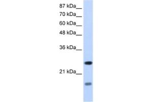 Western Blotting (WB) image for anti-Signal Recognition Particle 14kDa (Homologous Alu RNA Binding Protein) (SRP14) antibody (ABIN2462140) (SRP14 抗体)