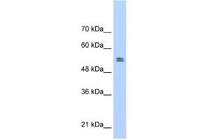 PTBP1 antibody used at 1 ug/ml to detect target protein. (PTBP1 抗体  (N-Term))