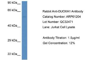Western Blotting (WB) image for anti-Dual Oxidase Maturation Factor 1 (DUOXA1) (C-Term) antibody (ABIN2788717)