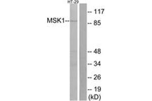 Western blot analysis of extracts from HT-29 cells, using MSK1 (Ab-376) Antibody. (MSK1 抗体  (AA 343-392))