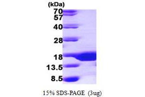 SDS-PAGE (SDS) image for Small Ubiquitin Related Modifier 3 (SUMO3) (AA 1-92) protein (His tag) (ABIN667240)