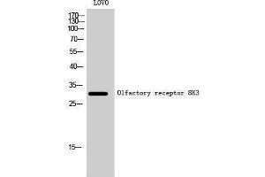 Western Blotting (WB) image for anti-Olfactory Receptor, Family 8, Subfamily K, Member 3 (OR8K3) (C-Term) antibody (ABIN3186202) (OR8K3 抗体  (C-Term))