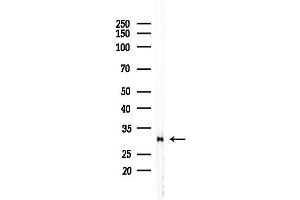 anti-RAB40C, Member RAS Oncogene Family (RAB40C) antibody