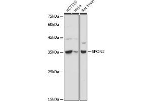 SPON2 抗体  (AA 27-150)
