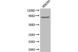 Western Blot Positive WB detected in: HEK293 whole cell lysate All lanes: EXT1 antibody at 3. (EXT1 抗体  (AA 28-171))