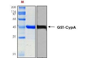 10% SDS-PAGE stained with Coomassie Blue (CB), immunobloting with anti-GST serum (WB) and peptide fingerprinting by MALDI-TOF-TOF mass spectrometry (PPIA Protein (AA 1-165))