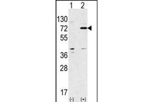 Western blot analysis of anti-ATG7 Antibody (Center) Pab (ABIN388521 and ABIN2849641) in 293 cell line lysates transiently transfected with the ATG7 gene (2 μg/lane). (ATG7 抗体  (AA 284-313))