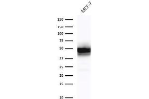 Western Blot Analysis of MCF-7cell lysate using Cytokeratin 18 Mouse Monoclonal Antibody (DE-K18). (Cytokeratin 18 抗体)