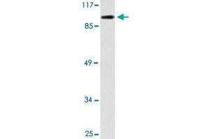 Western blot analysis of 293 cell lysate with KIF20A polyclonal antibody . (KIF20A 抗体)