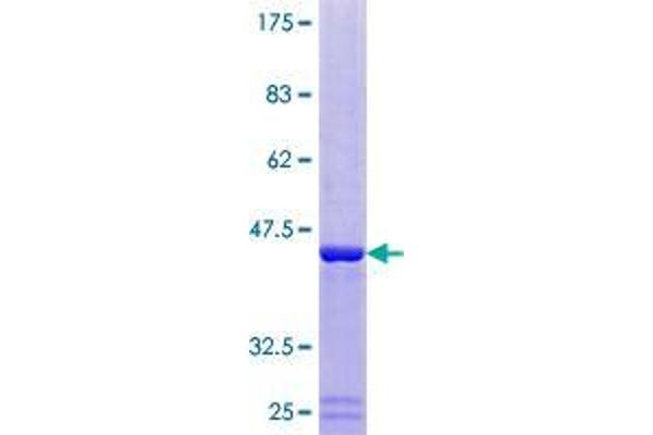 DUSP23 Protein (AA 1-150) (GST tag)