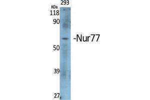 Western Blot (WB) analysis of specific cells using Nur77 Polyclonal Antibody. (NR4A1 抗体  (Ser474))