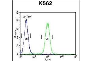 DDX11 Antibody (C-term) (ABIN655503 and ABIN2845019) flow cytometric analysis of K562 cells (right histogram) compared to a negative control cell (left histogram).