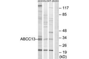 Western blot analysis of extracts from 293/COLO/HT-29 cells, using ABCC13 Antibody. (ABCC13 抗体  (AA 56-105))