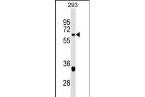 VEZF1 Antibody (Center) (ABIN1537857 and ABIN2849287) western blot analysis in 293 cell line lysates (35 μg/lane). (VEZF1 抗体  (AA 142-169))