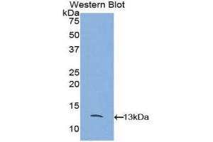 Western Blotting (WB) image for anti-Chemokine (C-C Motif) Ligand 8 (CCL8) (AA 20-94) antibody (ABIN1859787)