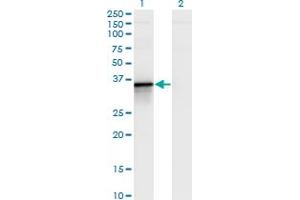 Western Blot analysis of BCL2L14 expression in transfected 293T cell line by BCL2L14 monoclonal antibody (M02), clone 1D11. (BCL2L14 抗体  (AA 1-327))