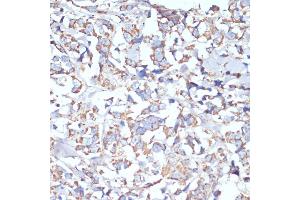 Immunohistochemistry (IHC) image for anti-Cytochrome C Oxidase Subunit Va (COX5A) (AA 1-150) antibody (ABIN6138912)