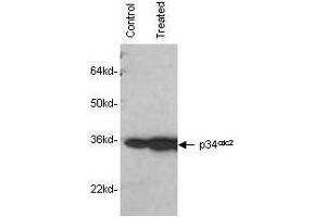 Mab anti-Human p34cdc2 antibody was used to detect human p34cdc2by western blot in untreated (control) and drug treated (10 µM genistein) lysates of MCF-7 cells. (Cdc2, p34 抗体)