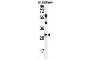 CCNG1 Antibody (C-term) western blot analysis in mouse kidney tissue lysates (35µg/lane). (Cyclin G1 抗体  (C-Term))