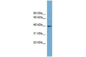 GNAI3 antibody used at 0. (GNAI3 抗体  (N-Term))