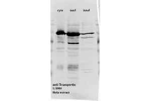 Western blot for anti-Transportin1 on HeLa cell extracts (Transportin 1 抗体)