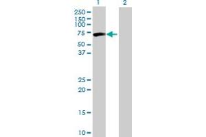 Western Blot analysis of CPNE3 expression in transfected 293T cell line by CPNE3 MaxPab polyclonal antibody. (Copine III 抗体  (AA 1-537))