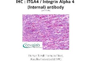 Image no. 2 for anti-Integrin alpha 4 (ITGA4) (Internal Region) antibody (ABIN1736071) (ITGA4 抗体  (Internal Region))
