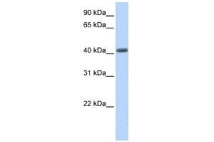 LRRC2 antibody used at 1 ug/ml to detect target protein. (LRRC2 抗体  (N-Term))