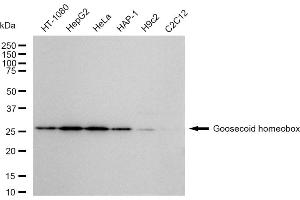 anti-Goosecoid Homeobox (GSC) antibody
