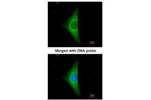 ICC/IF Image Immunofluorescence analysis of paraformaldehyde-fixed HeLa, using Cytokeratin 20, antibody at 1:200 dilution. (KRT20 抗体)