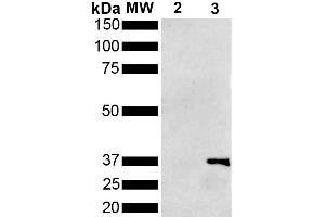 Western Blot analysis of Pseudomonas aeruginosa Metallothionein (PmtA) GST tagged showing detection of 36 kDa Metallothionein protein using Mouse Anti-Metallothionein Monoclonal Antibody, Clone 1F5 (ABIN5650704). (Metallothionein 抗体  (FITC))
