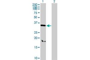 Western Blot analysis of SNX11 expression in transfected 293T cell line by SNX11 MaxPab polyclonal antibody. (SNX11 抗体  (AA 1-270))