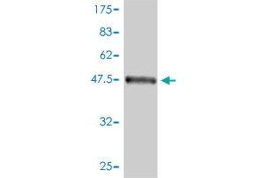 Western Blot detection against Immunogen (56. (FHL2 抗体  (AA 1-279))