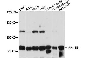 Western blot analysis of extracts of various cell lines, using MAN1B1 antibody (ABIN6291169) at 1:3000 dilution. (MAN1B1 抗体)