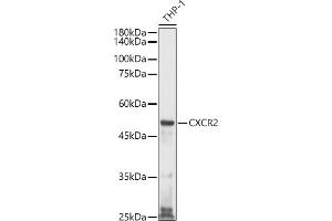Western blot analysis of extracts of THP-1 cells, using CXCR2 antibody (ABIN1680461, ABIN3017662, ABIN3017663 and ABIN6220198) at 1:1000 dilution. (CXCR2 抗体)
