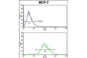 PDK3 Antibody (ABIN652286 and ABIN2841205) FC analysis of MCF-7 cells (bottom histogram) compared to a negative control cell (top histogram). (PDK3 抗体)