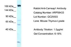 Western Blotting (WB) image for anti-Calmodulin Regulated Spectrin Associated Protein 1 (CAMSAP1) (C-Term) antibody (ABIN970279) (CAMSAP1 抗体  (C-Term))