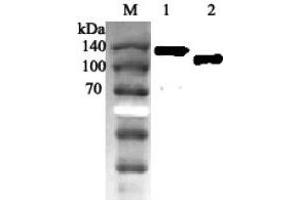 Western blot analysis using anti-ACE2 (human), pAb  at 1:2'000 dilution.