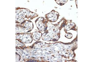 Immunohistochemistry of paraffin-embedded human placenta using FGFR4 Rabbit mAb (ABIN7267193) at dilution of 1:100 (40x lens). (FGFR4 抗体)