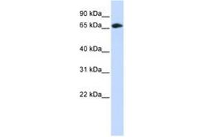 Image no. 1 for anti-DDB1 and CUL4 Associated Factor 4 (DCAF4) (C-Term) antibody (ABIN6743821) (DCAF4 抗体  (C-Term))