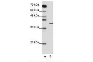 Image no. 1 for anti-Zinc Finger Protein 42 (ZFP42) (N-Term) antibody (ABIN6736154) (ZFP42 抗体  (N-Term))