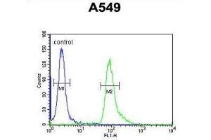 Flow Cytometry (FACS) image for anti-Abhydrolase Domain Containing 12 (ABHD12) antibody (ABIN3003955) (ABHD12 抗体)